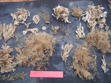 job lot beach combing