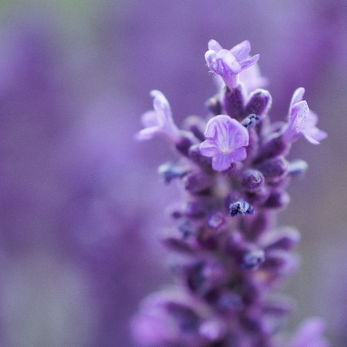 Lavender munstead - lavender, |