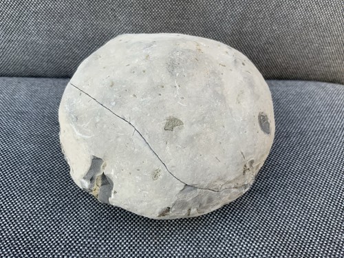 Hildoceras ammonite pos neg - hildoceras, pos/neg