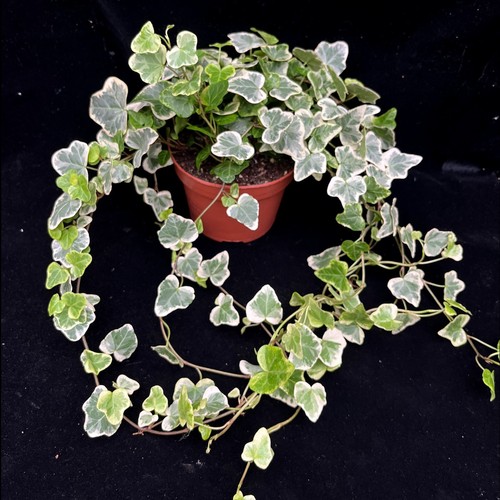Long variegated trailing ivy - variegated,
