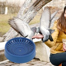 Bird Nest Breeding Hatching