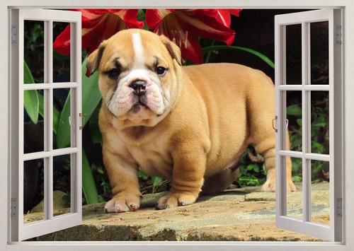 Bull mastiff dogs pets cute - bull,