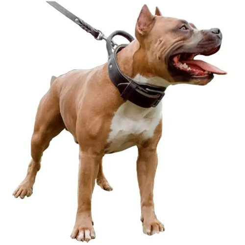 Dog collar with - dog, handle
