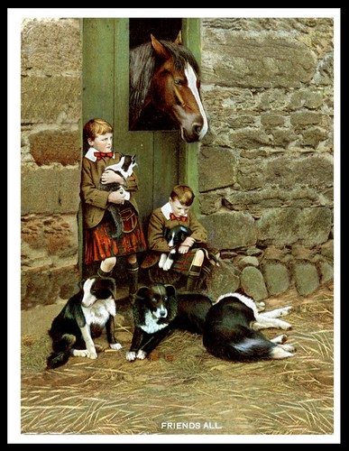 Border collie pups boys - border,