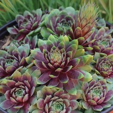 Sempervivum houseleek plant