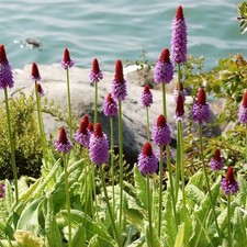 Primula Vialii Stunning Hardy