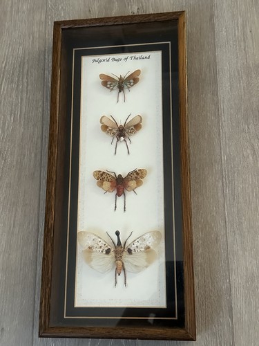 Real framed lanternfly - real,