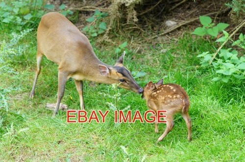 Photo muntjac deer - photo, at