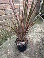 Phormium Maori Queen Large 3Lt