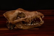 Dire Wolf - Life Sized replica