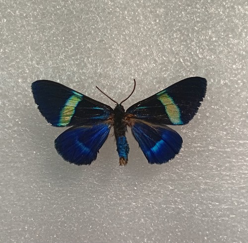 Milionia delicatula moth - milionia,
