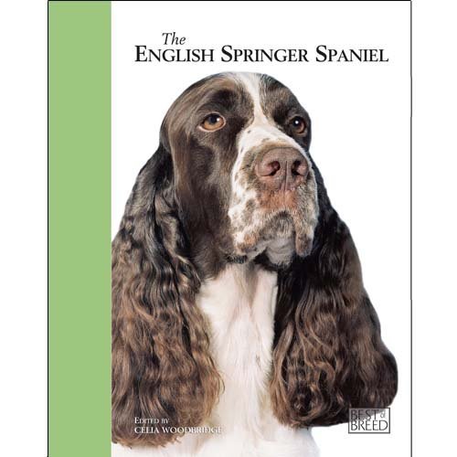 English springer spaniel - springer,