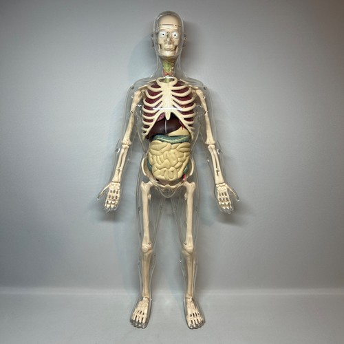 Toys human anatomy model - toys, us