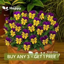 HORNED PANSY - JOHNY-JUMP-UP -