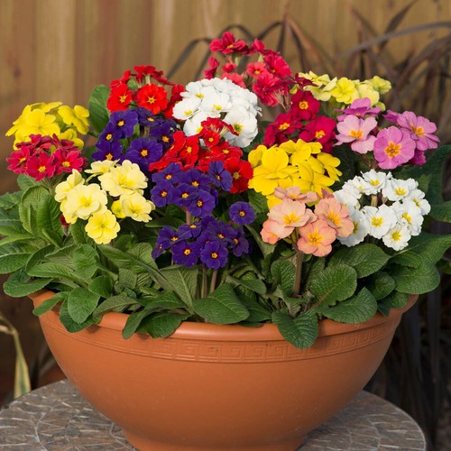Polyanthus high seas - high, +