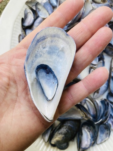 450g blue mussel shells - 450g,