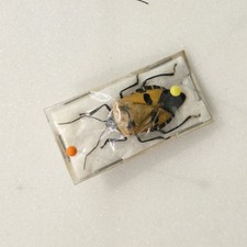 Man-Faced Stink Bug