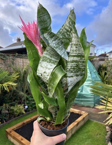 Aechmea fasciata primera - aechmea,