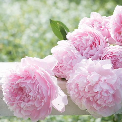 Fragrant peony sarah bernhardt - sarah,