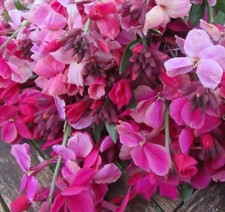 Erysium Cheri ‘RUBY GEM’ Wallflower Plants x8 Garden ready.Cottage garden ?