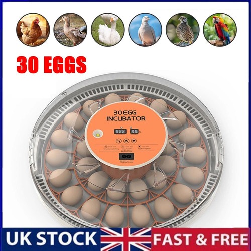Eggs fully automatic - 12-52,