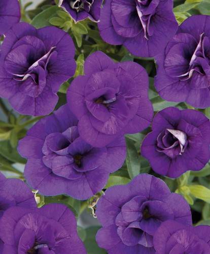 Trailing calibrachoa double - 6,