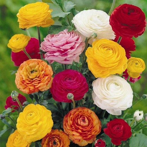 Ranunculus persian - 20,