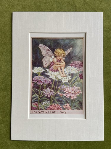Candytuft flower fairy - flower,