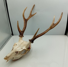 Taxidermy Deer Skull With