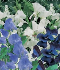 8 x Sweet Pea ‘Skylark
