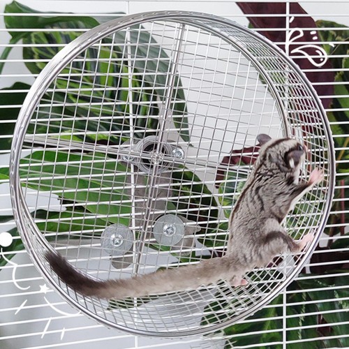 Hamster running exercise - hamster,