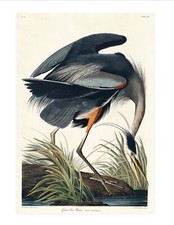 Xtra large john james audubon - john,