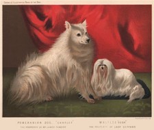 DOGS. Pomeranian Dog. "Charley" 1881 old antique vintage print picture