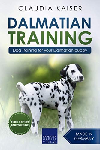Dalmatian training dog - dalmatian, training: