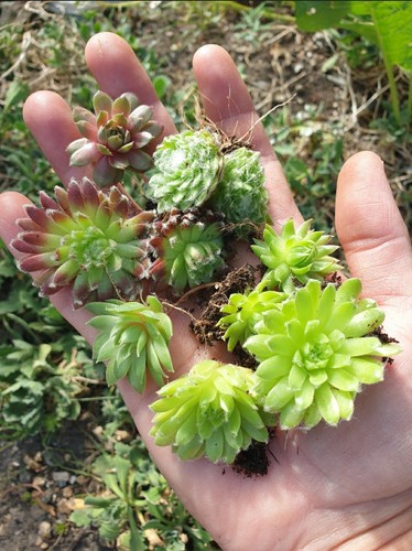 Baby sempervivums - 10,