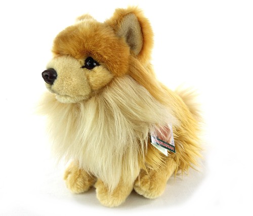 Faithful friends pomeranian - faithful,