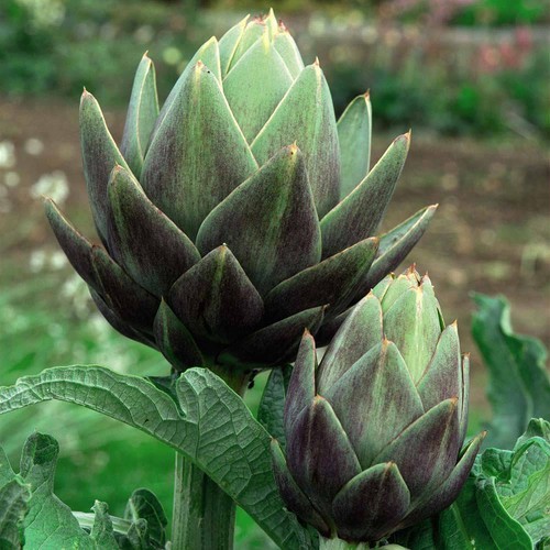 Thompson morgan artichoke - morgan,