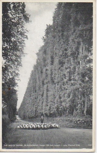 The beech hedge blairgowrie - the,