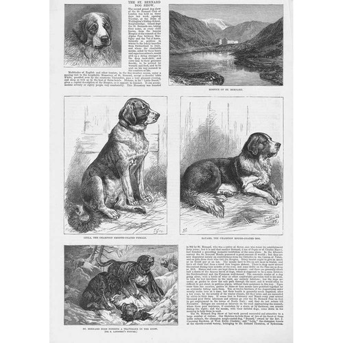 London the bernard dog - london, st