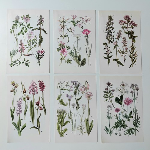 Vintage botanical prints set - vintage,