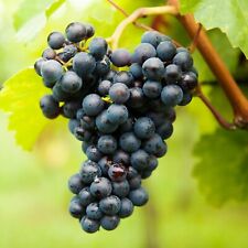 Black Grape Vine Plant Boskoop Glory - Vitis Fruit Plant in 12cm Pot 