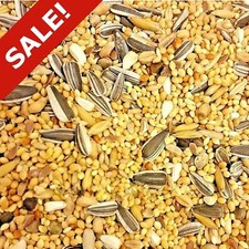 Exotic bird mix parakeet - exotic,