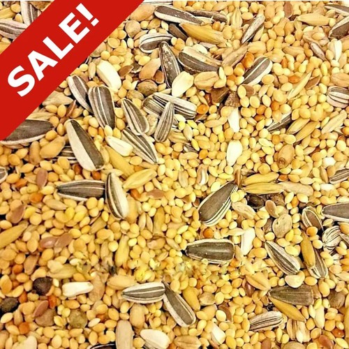 Exotic bird mix parakeet - mix, &