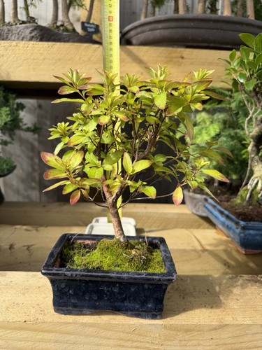 Azalea bonsai - (rhododendron),