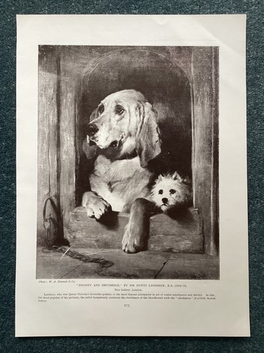 Dignity and impudence dogs - dignity, impudence,