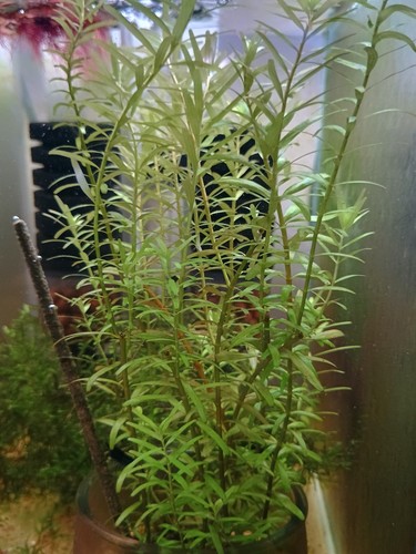 Rotala rotundifolia orange - rotala,