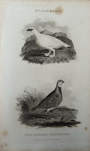 Birds 1812 ptarmigan - ptarmigan, &