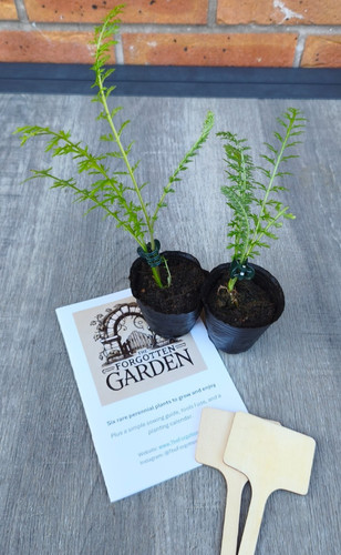 Traditional first aid herb - traditional,