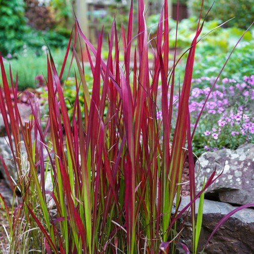 Imperata rubra red - t&m,