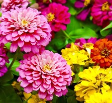 170x Zinnia Elegans Scabiosa